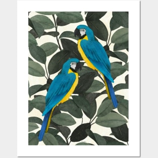 Parrots and jungle Posters and Art